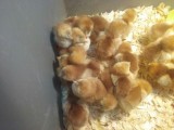 Rhode Island Red Chicks