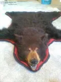 Classic black bear rug