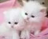 Cute Persian Kittens Currently Available
