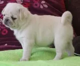 Pug puppies for sale