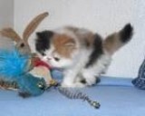 Doll Face White Persian Female Kitten