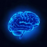 Vitamins For Our Brain To Function at Its Best