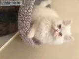 Adorable Persian Kitten