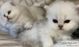 Persian Kittens