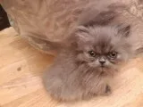All White Persian Kitten