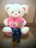 Valentines Day Miniature Yorkie s