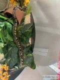 Beautiful ball python