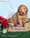 Donna Female Goldendoodle
