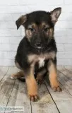 Kennedy Male AKC German Shepherd