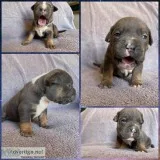 Turin Male ABKC American Bully