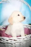 Izzy Female Labradoodle