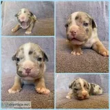 Milo Male ABKC American Bully