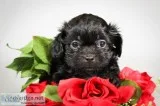 Beauty Female Shihpoo
