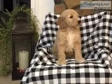 Molly Female F1 Goldendoodle