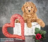 Buster Male F1B Goldendoodle