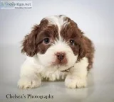 Rapids Male Shihpoo