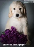 Orchard Female Goldendoodle