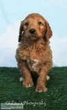 Darla Female Goldendoodle