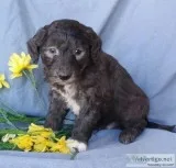 Lucky Male Mini Sheepadoodle