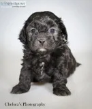 Snickers Female Shihpoo
