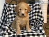 Sasha Female F1 Goldendoodle