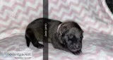 Jada Female AKC German Shepherd