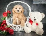 Sasha Female F1B Goldendoodle