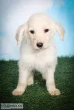 Charlie Male Labradoodle