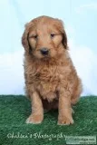 Daisy Female Goldendoodle