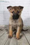 Kayleb Male AKC German Shepherd