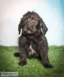 Merphie Male Labradoodle