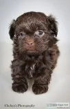 Buddy Male Shihpoo