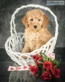 Lilly Female F1B Goldendoodle