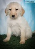 Macy Female Labradoodle