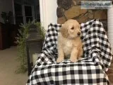 Zoe Female F1 Goldendoodle