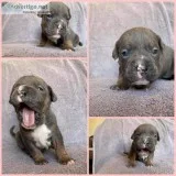 Rose Female ABKC American Bully