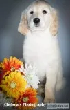 Daffodil Female Goldendoodle
