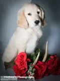 Gardner Male Goldendoodle