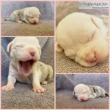 Bubble Female ABKC American Bully