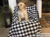 Rocky Male F1 Goldendoodle