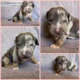 Ava Female ABKC American Bully
