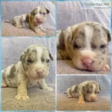Caine Male ABKC American Bully