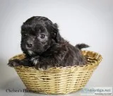Little Bit Male Shihpoo