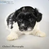 Tornado Male Shihpoo