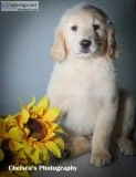 Sunflower Female Goldendoodle