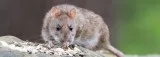 Best Rodent Control in Marietta