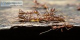 Ant Control Dunlop