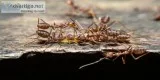 Ant Control Dunlop