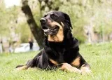 Alpha Paws Offers the Best Aggressive Dog Training