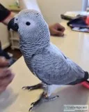 Healthy african grey parrot
